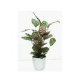 Calathea Makoyana